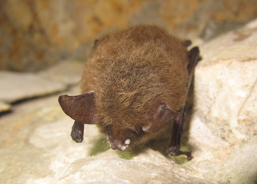 PHOTO: With a deadly fungal disease called white-nose syndrome decimating its numbers, the northern long-eared bat today officially becomes listed as a threatened species in North Dakota and across the country. Photo credit: University of Illinois/Steve Taylor/Flickr.