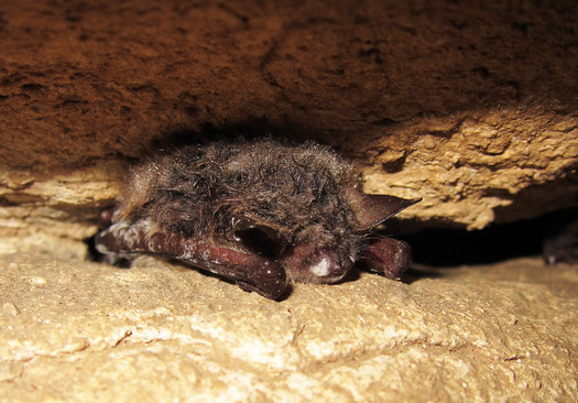PHOTO: With a deadly fungal disease called white-nose syndrome decimating its numbers, the northern long-eared bat today officially becomes listed as a threatened species in Minnesota and across the country. Photo credit: University of Illinois/Steve Taylor/Flickr.