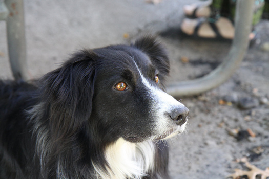 PHOTO: Reports of a highly contagious flu sickening hundreds of dogs throughout the Midwest have many Iowa dog owners on alert, but experts say while the situation is cause for concern, there's no need to panic. Photo credit: Bruce Drummond/Flickr.