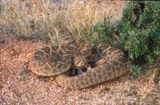 PHOTO: Spring in Arizona has sprung rattlesnakes from their winter dens, and what may surprise some people is that the vast majority of rattlesnake bites are avoidable. Photo credit: California Department of Fish and Wildlife.