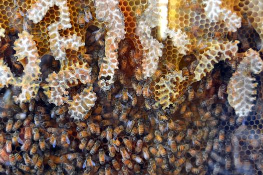 PHOTO: North Carolina lawmakers are considering legislation that would increase the number of habitats for honeybees in the state. Photo credit: cooee/Morguefile.