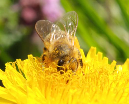PHOTO: Bees are disappearing in Indiana and around the globe, which scientists say is caused by the prevalence of parasitic mites, viruses, fungal diseases and pesticides. Photo credit: Butkovicdub/Morguefile.