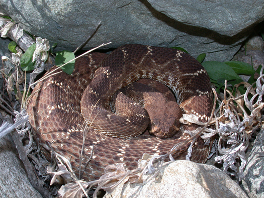 PHOTO: Spring in New Mexico has sprung rattlesnakes from their winter dens, and what may surprise some people is that many rattlesnake bites are avoidable. Photo credit: California Department of Fish and Wildlife.