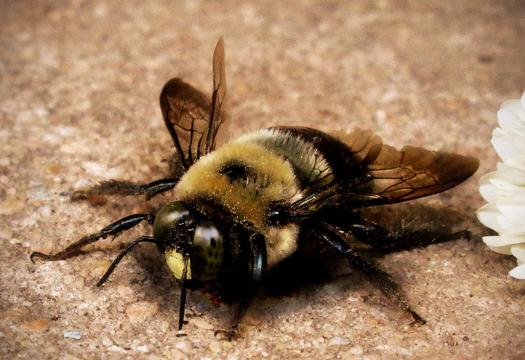 PHOTO: Bees are disappearing in Ohio and around the globe, and scientists say a class of insecticides known as neonicotinoids is contributing to the decline in bee colonies.  Photo credit: Krisi Larsen Brewer/Morguefile.