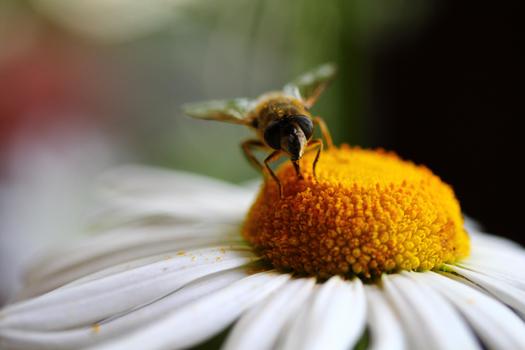 PHOTO: Bees are disappearing in Illinois and around the globe, and scientists say a class of insecticides known as neonicotinoids are contributing to the decline in bee colonies.  Photo credit: miniperium/Morguefile.