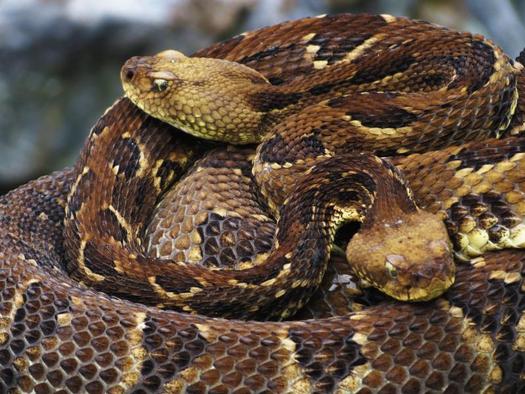 PHOTO: Spring in Nevada means rattlesnakes are emerging from their winter dens, and what may surprise some people is that the majority of rattlesnake bites are avoidable. Photo courtesy National Park Services.