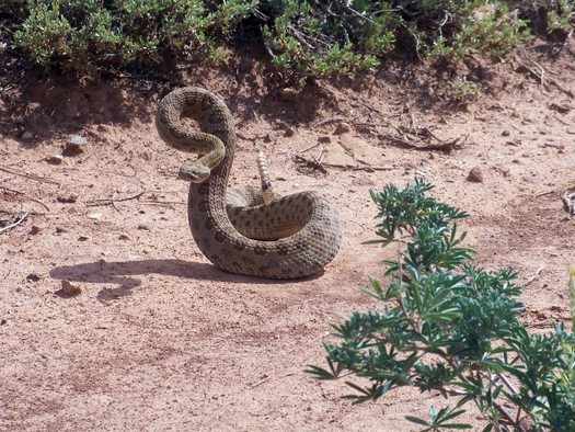 PHOTO: A rattlesnake is just about the last thing people want to see on the trail, but they're just as scared of you as you are of them, making it fairly simple to avoid being bitten. Photo courtesy of National Park Service.