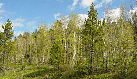 Summer vacation adventures on public lands could change dramatically if the push to turn federal lands over to state control succeeds, and there have been moves to do that in both the U.S. House and Senate. Photo of a national forest near Yellowstone National Park.  Courtesy: U.S. Forest Service.