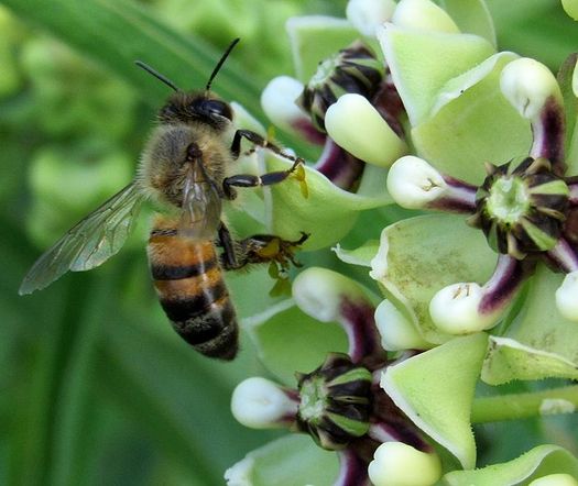 PHOTO: The Botanical Research Institute of Texas has released a plant identification app for the Fort Worth Prairie Region called 