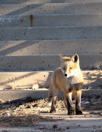 PHOTO: The CDC reports only one new strain of rabies has been discovered in the U.S. this past decade, that is until a woman in Lincoln County was attacked by fox with rabies last month. Photo credit U.S. Department of Defense.
