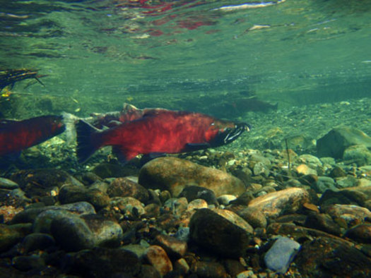 PHOTO: Coho salmon prefer to spawn in smaller streams, and water quality watchdogs are not convinced the EPA's new Clean Water Rule does enough to protect the fish from pollution. Photo courtesy Alaska Dept. of Fish and Game.