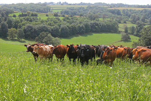 Photo: June is Dairy Month, and the University of Wisconsin Extension has teamed up with the nation's largest organic farming cooperative, Organic Valley, based in La Farge, Wis., in a project to make pastures as productive, nutritious and sustainable as possible. Photo credit: UW Extension