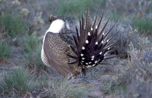 The Interior Department has released plans to conserve greater sage-grouse. Credit: National Park Service.