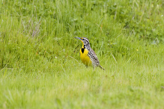 Visitors to Theodore Roosevelt National Park are expected to spot the western meadowlark this weekend during the park's 61st Annual Spring Birdwalk. Credit: Kevin Cole/Flickr.