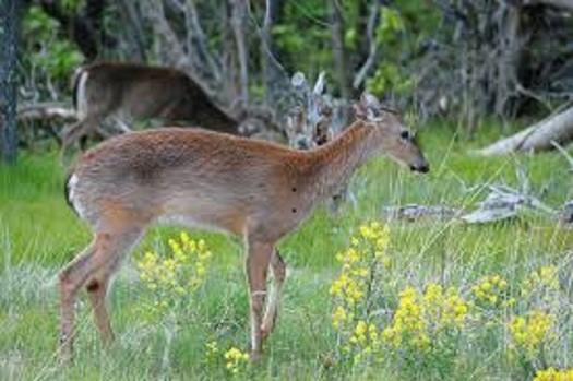 Massachusetts is among the three New England States with lots of healthy deer. A new report says the impacts of climate change an strong deer herds will likely duel an increase in Lyme disease. Credit - Wikimedia Commons.