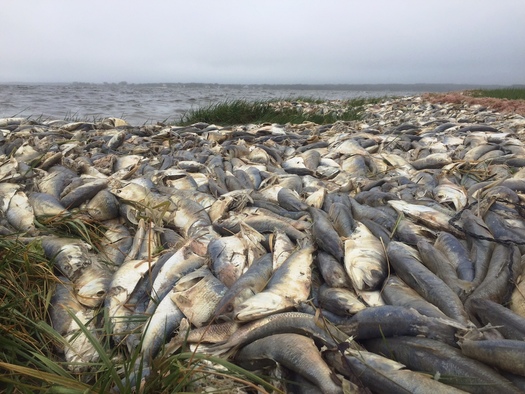 Long Island Fish Kill Latest Sign of Nitrogen Pollution