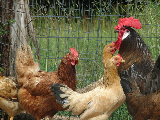 PHOTO: In an effort to help protect the states $2.3 billion poultry industry from avian flu, the Ohio Department of Agriculture has cancelled all live-bird exhibitions this year. Photo credit: lightfoot/Morguefile.