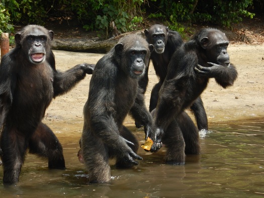 PHOTO: More than 125,000 people have signed a change.org petition demanding the New York Blood Center restore funding to care for 66 of its former research chimps who advocates say were abandoned by the nonprofit organization. Photo credit - Agnes Souchal for the HSUS.