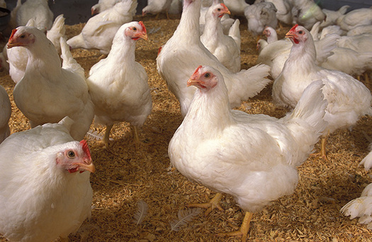 PHOTO: As several states in the West and Midwest deal with the outbreak of avian influenza, an expert on the issue says it was just a matter of time before the disease would spread. Photo credit U.S. Department of Agriculture.