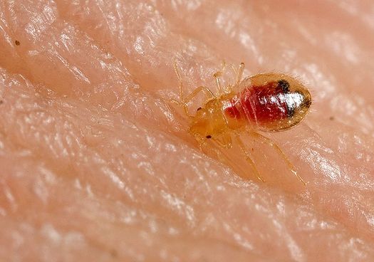 PHOTO: This week marks Bed Bed Bug Awareness Week, and a recent study from pest control company Orkin ranked four Ohio cities in the top ten nationally for bed bug infestations. Photo credit: Piotr Naskrecki/Wikimedia.