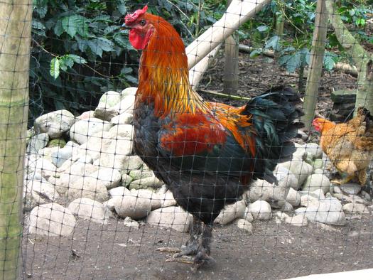 PHOTO: With the recent rise in popularity of backyard chicken coops, experts say it's all the more important that all Michiganders know what to do to prevent the further spread of avian influenza. Photo credit: yoel/morguefile.com