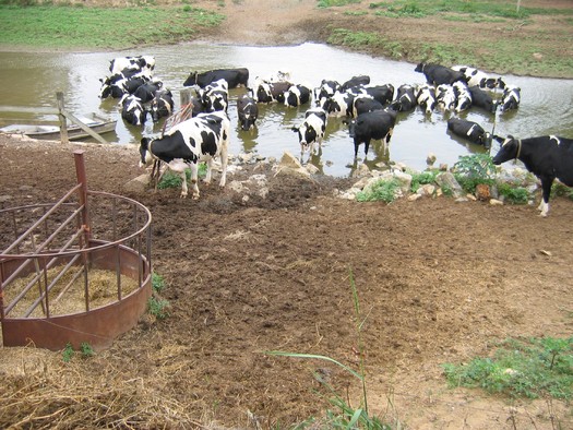 PHOTO: Because of pollutants including cattle runoff, Pennsylvania is falling far behind where it committed to be in cleaning up Chesapeake Bay tributaries. Photo by the Chesapeake Bay Foundation.