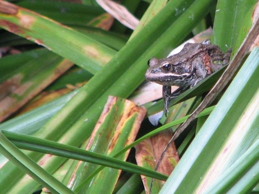 PHOTO: The California red-legged frog is at the center of a controversy at Sharp Park Golf Course in Pacifica, which now is the subject of a lawsuit. Photo courtesy of Wild Equity Institute.