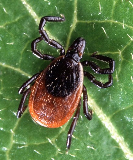Warmer, wetter summers and shorter, milder winters have put the population of ticks and mosquitoes on the rise, which also increases the threat of illnesses like Lyme disease and West Nile Virus. Credit: Scott Bauer, USDA ARS