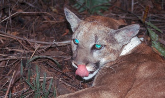 PHOTO: The future of the endangered Florida panther will be discussed at a meeting in Sarasota on Tuesday. Photo credit: Florida Panther Net.