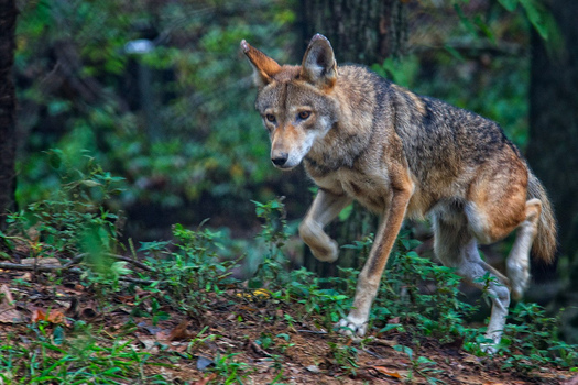 PHOTO: Conservation groups are condemning the killing of a critically endangered female red wolf in the Red Wolf Recovery Area of eastern North Carolina. Photo credit: Jim Liestman/Flickr.