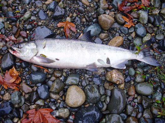 Salmon are already having a hard time in California. Critics of new legislation to fight the drought say it would divert more water to agriculture and threaten fish and wildlife species. Credit: Fucilef/morguefile