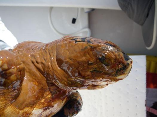 Turtles and many other species suffered in the 2005 BP oil spill. BP announced an $18.7 billion settlement Thursday. Florida's share is $3.25 billion. Credit:NOAA.