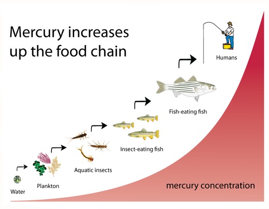 GRAPHIC: The U.S. Supreme Court delayed a rule to control mercury emissions from coal-fired power plants, although they let the rule stand while the EPA rewrites a portion of it. Mercury emissions typically enter the food chain through waterways. Graphic courtesy of the National Park Service.