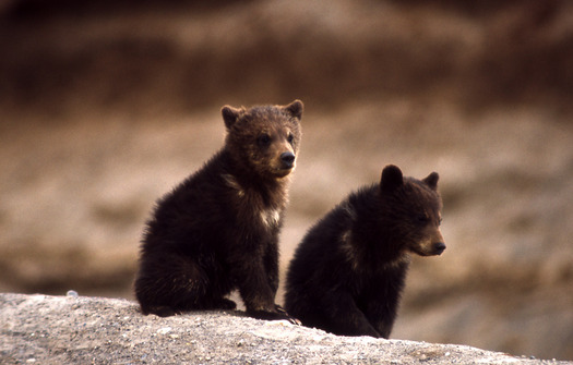 A new poll shows that the Endangered Species Act has a 90 percent approval rating with voters. Credit: National Park Service.