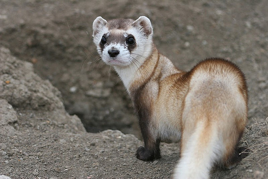 PHOTO: A majority of Americans support protecting species such as the black-footed ferret under the Endangered Species Act, and are more likely to vote for a member of Congress who supports environmental safeguards, according to a new poll. Photo credit: J. Michael Lockhart/U.S. Fish and Wildlife Service.