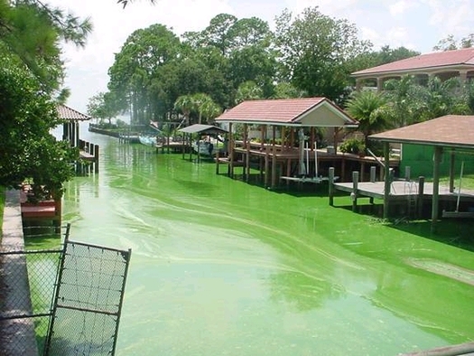 An algae bloom on Christopher Creek exemplifies Florida's water quality issues, even as the state's attorney general is choosing to fight the EPA over clean water rules. Credit: Earthjustice.