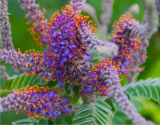 The Simon Lake BioBlitz in west-central Minnesota has volunteers helping to identify plant and animal species to provide guidance on conservation efforts. Credit: Land Stewardship Project.