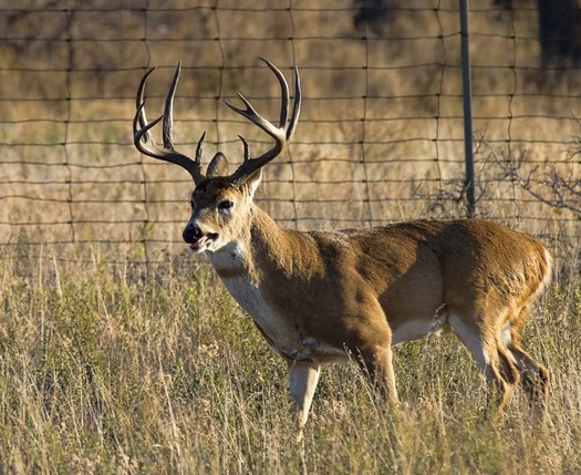 PHOTO: North Carolina wildlife groups are concerned a proposal to transfer management of captive deer and elk from the Wildlife Resources Commission to the Department of Agriculture could increase the risk of disease. Photo credit: Larry Smith/Flickr.