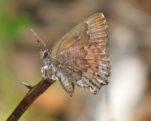 University of Florida research has found the state's rare frosted elfin butterfly population is threatened by controlled burns if those fires are not managed properly and holistically. Credit: Matt Thom, U.S. Dept. of Agriculture. 