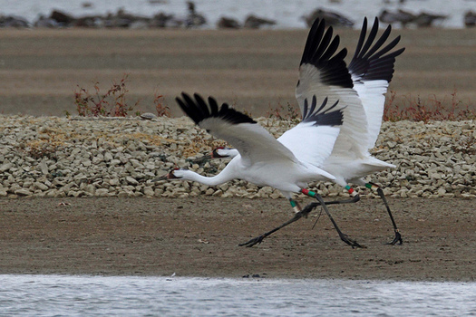 PHOTO: The whooping crane is among the birds in Indiana on the federal Endangered Species list. A new survey shows the Endangered Species Act has a 90 percent approval rating among voters. Photo courtesy of U.S. Fish and Wildlife Service.