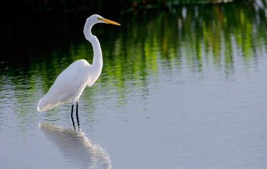 An egret rests in a marsh in the Everglades. A Florida real estate company has filed for a permit to build an exploratory oil rig on land it owns near Miramar. Credit: Floridastock/iStockphoto.com.