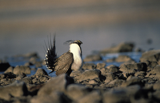 Westerners have a soft spot for greater sage-grouse. Courtesy: U.S. Fish and Wildlife Service