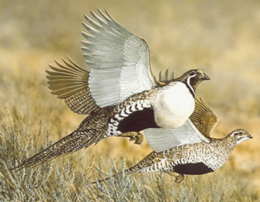 A new survey shows a majority of voters of all political stripes like the idea of preserving sagebrush landscapes where greater sage-grouse reside. Courtesy of U.S. Forest Service.