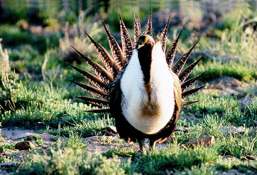 A new survey shows a majority of voters of all political stripes like the idea of preserving sagebrush landscapes where greater sage-grouse reside. Credit: BLM.