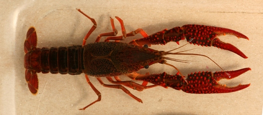 Red swamp crayfish, pictured here, recently were discovered near a popular fishing spot on Lake Macatawa in Ottawa County. Credit: Brome McCreary, U.S. Geological Survey.