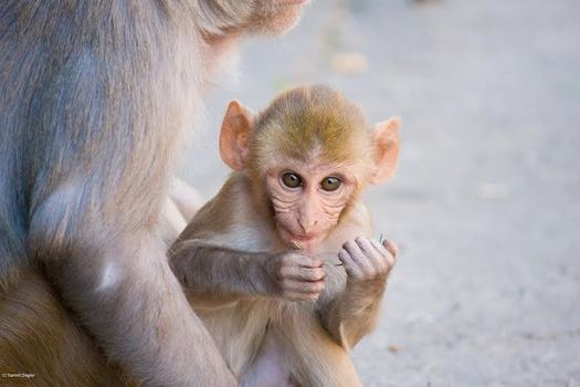 An animal rights group has filed a complaint with the Florida Department of Business and Professional Regulation, alleging mistreatment of monkeys by Florida-based Primate Products. Credit: Garrett Ziegler.