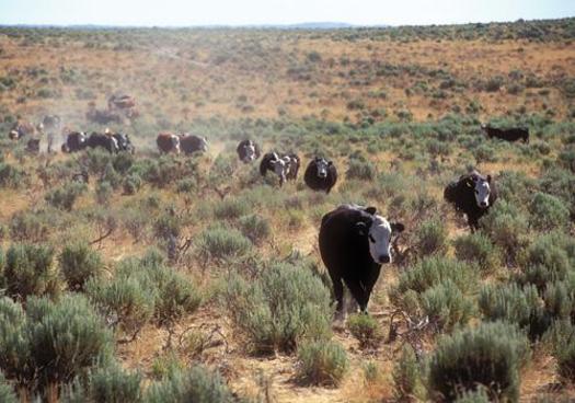 Oregon cattle ranchers and the Natural Resources Conservation Service are working together to prove that cows can coexist with sage-grouse and other high-desert wildlife. Courtesy: Oregon State University Extension Service.