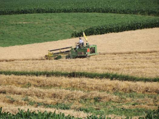 After a decades-long decline, barley, oats, rye and wheat are reemerging in Iowa...as important cover crops. Credit: Practical Farmers of Iowa.