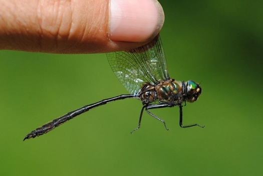 A rare dragonlfy is being released into the wild in Illinois. Credit: Mike Ostrowski/Wikimedia