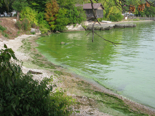 Lessons from organic farming may help solve Ohios toxic and unsightly algae problems. Courtesy NOAA Great Lakes Environmental Research Laboratory.